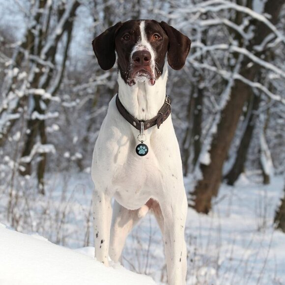 QR Dog Tags Personalized for Pets Custom Dog Tags Dog Name Tag QR Code Pet Tags - Picture 6 of 6